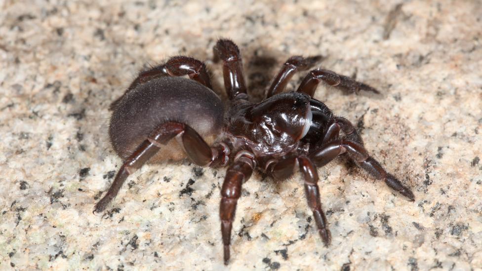 Female trapdoor spider of the genus Eucyrtops from Western Australia 