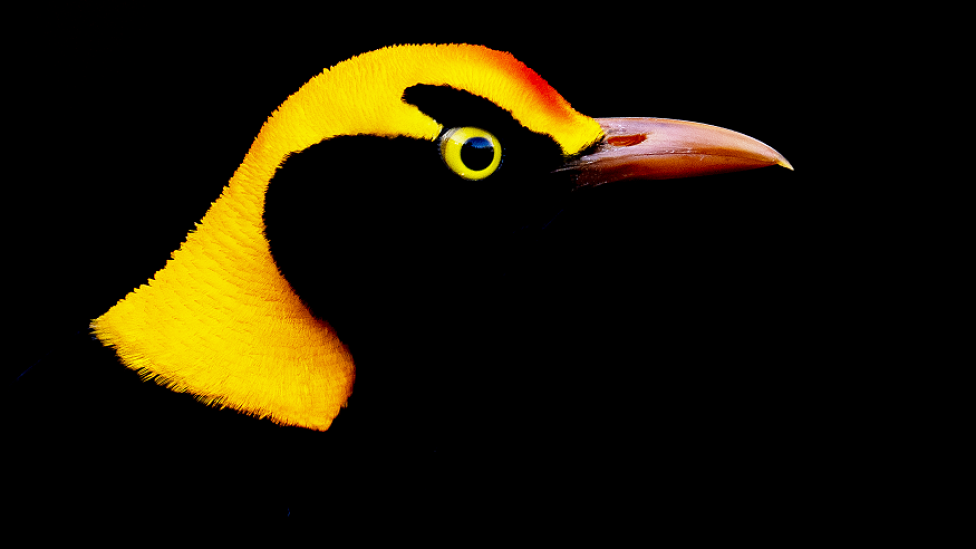 A bird with striking yellow feathers contrasted against black feathers.