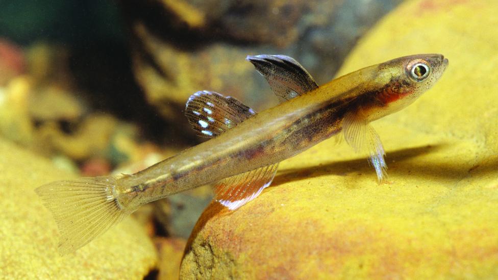 Mitchell Gudgeon (Kimberleyeleotris hutchinsi) is endemic to the Kimberley and is only found in the Mitchell Falls area. This fish is swimming above rocks.