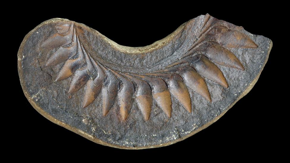 Helicoprion fossil from Gascoyne Junction