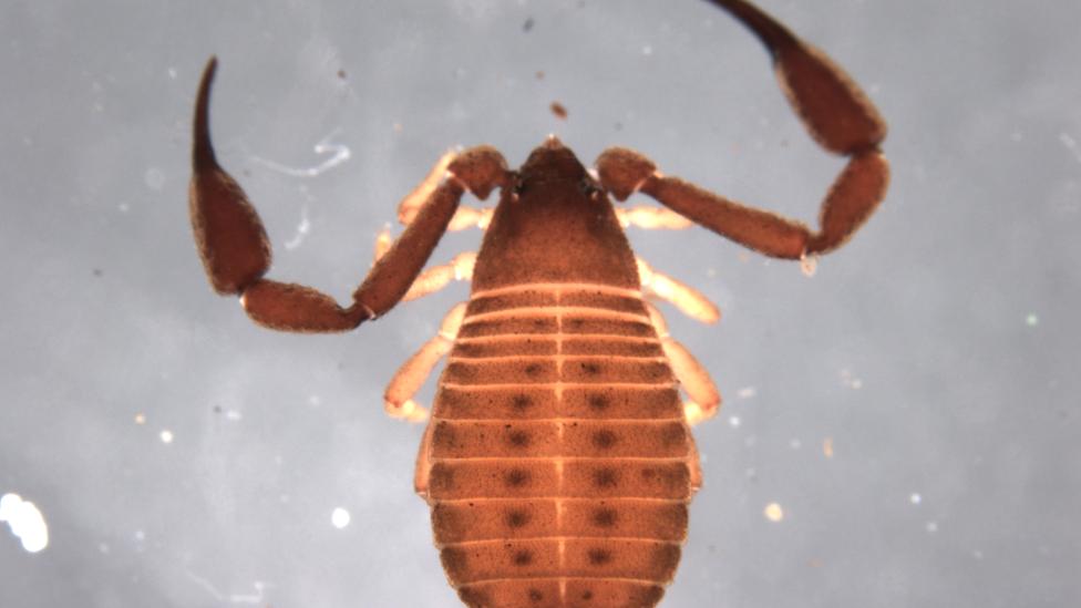 A pseudoscorpion looks like a cross between a scorpion, spider and tick.