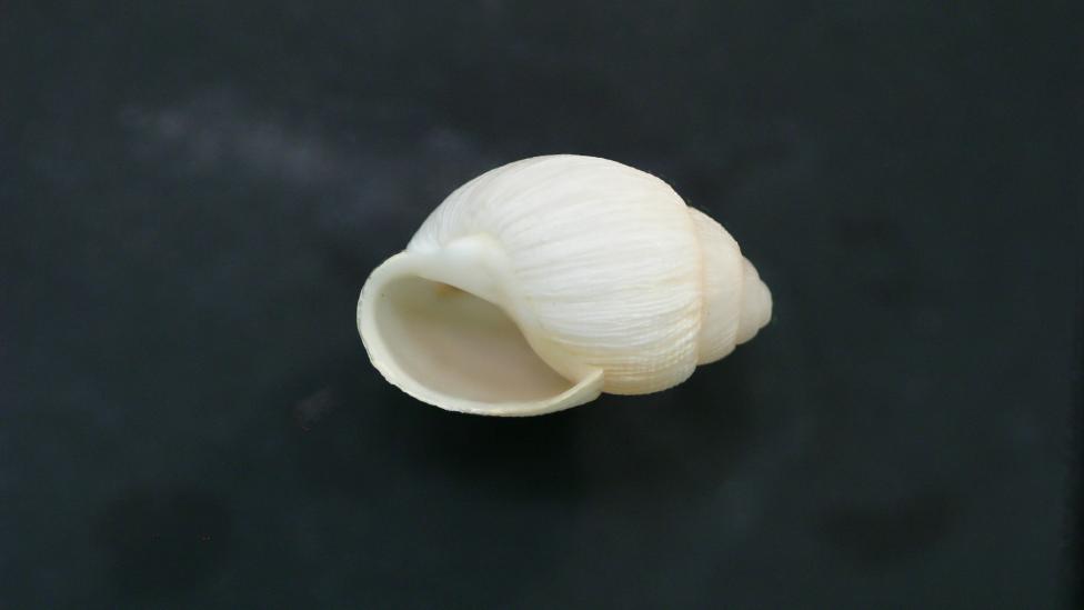 Recently collected shell of Bothriembryon whitleyi from Geraldton