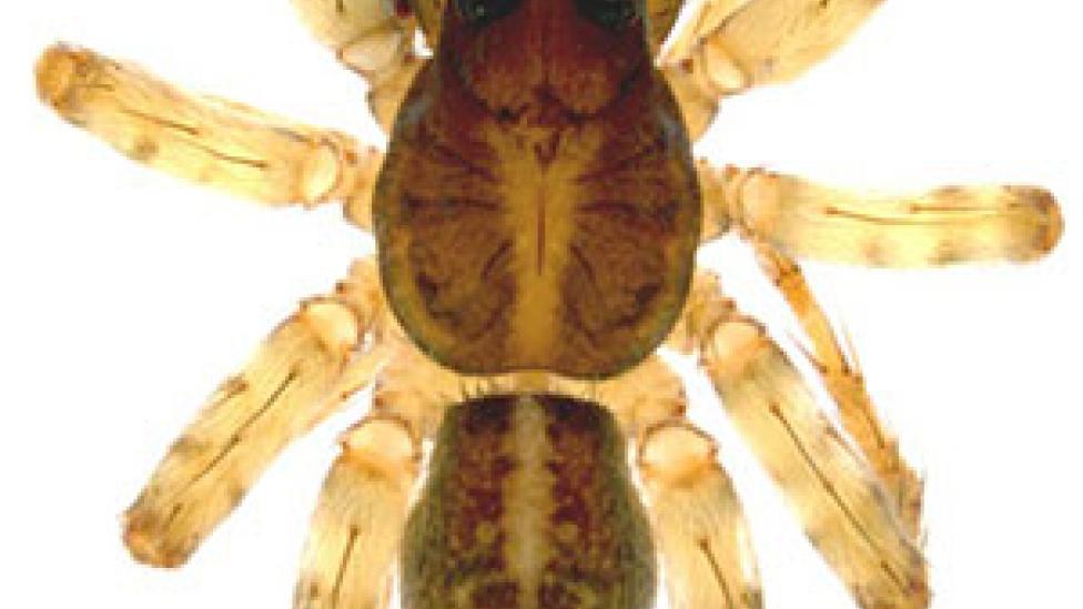 A close up photo of a large spider specimen