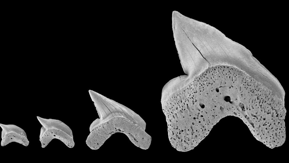 Four rare fossil teeth, probably ranging in size from newborn to adult animals, from the previously undiscovered shark, Squalicorax mutabilis
