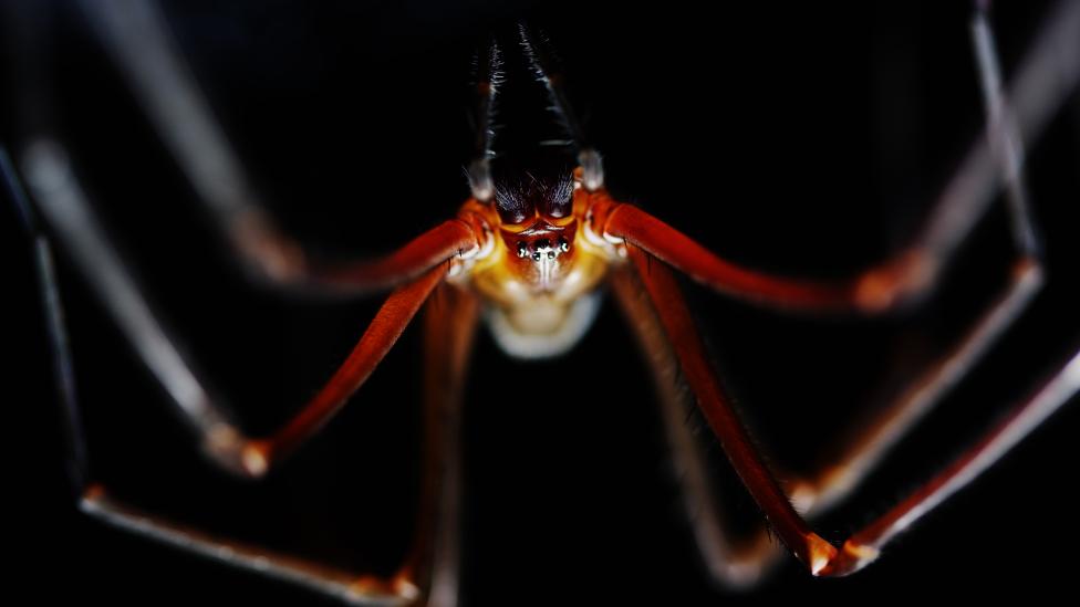 A Tasmanian Cave Spider  