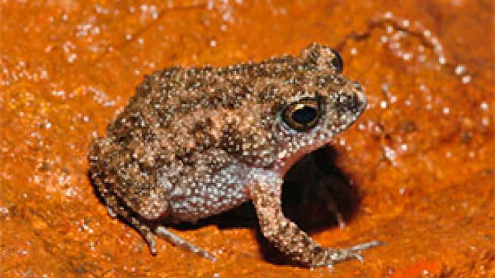 A toadlet sitting on a yellow mud bank