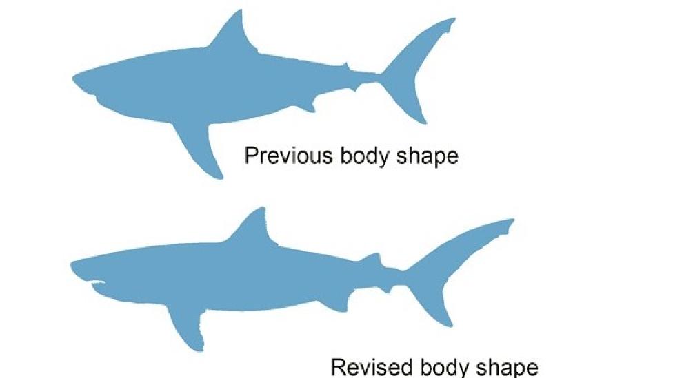 Body form comparison of Otodus megalodon