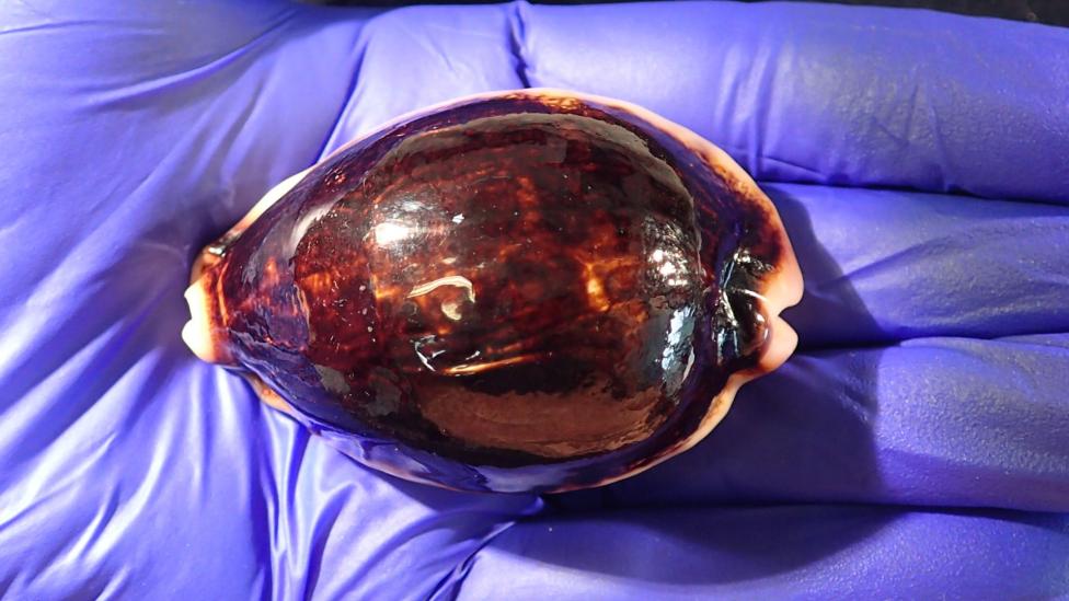 A gloved hand holds a large cowrie shell.