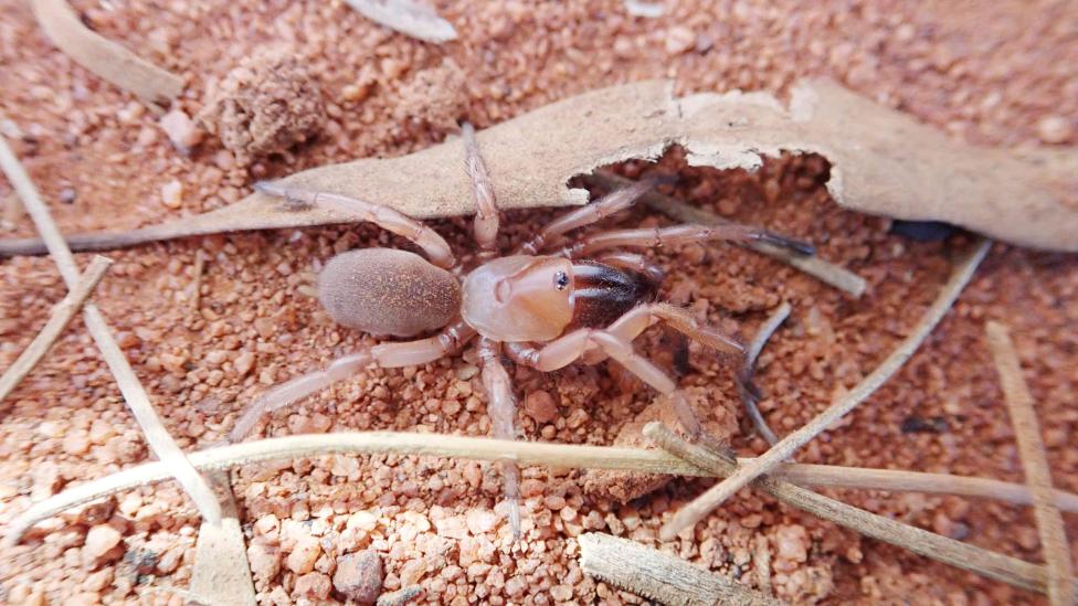 Hooded wishbone spider