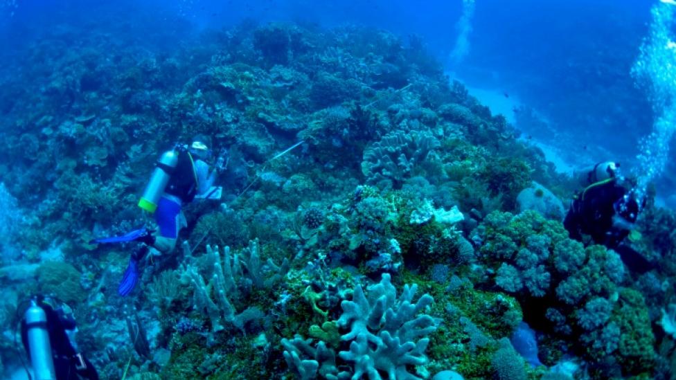 Divers working on a large coral reef