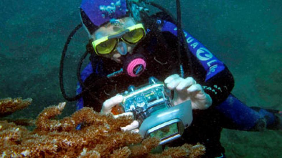 A diver examining a coral formation on a reef