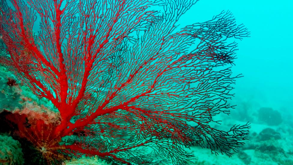 A large, red sea fan from a Kimberley coral reef