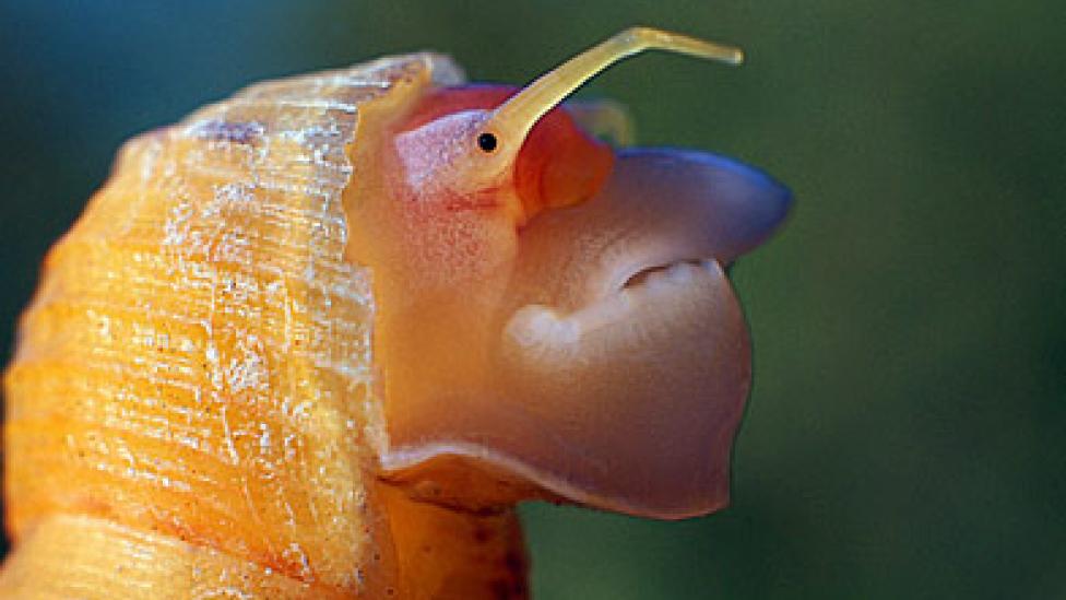 Close-up of a snail face with human-like features