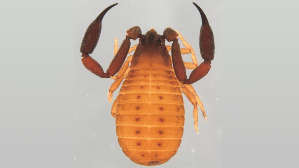 A close-up photo of a pseudoscorpion specimen