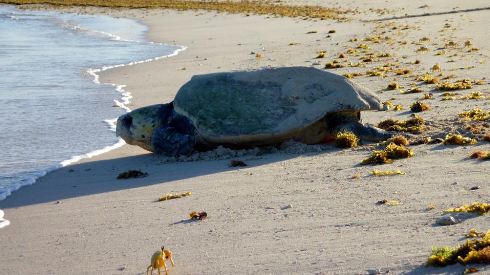 A sea turtle crawling over the beach to return to water