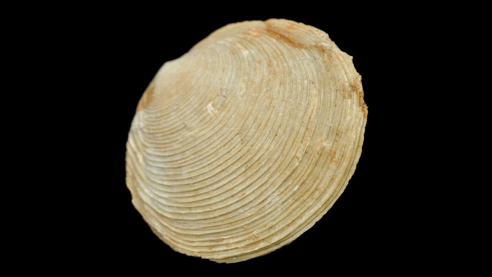 Fossil shell which belongs to the extinct species Miltha hamptonensis
