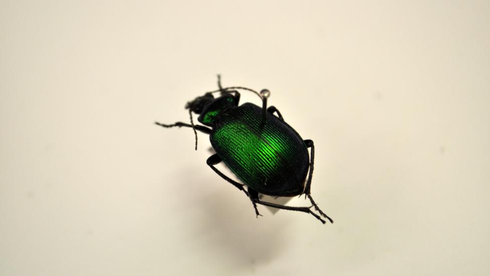 Calosoma schayeri, Native Australian beetle which belongs to the family Carabidae, subfamily Carabinae