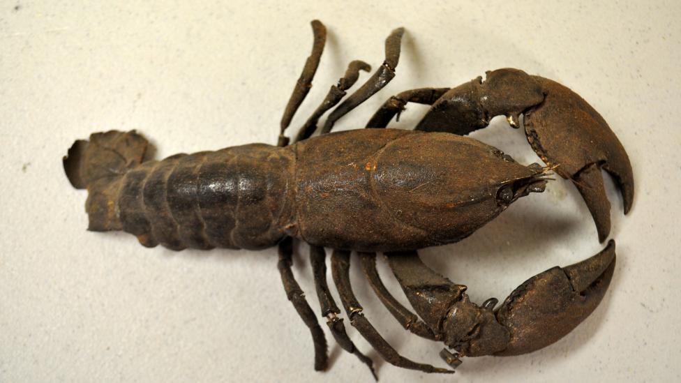 Freshwater crayfish which belongs to the species Cherax preissi, commonly known as Koonac