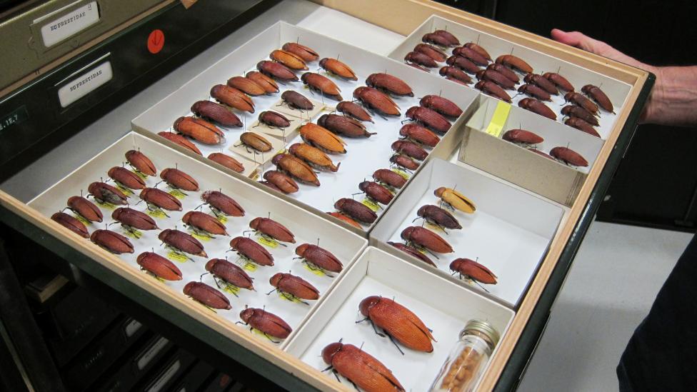 Jewel Beetles from the Museum's insect collection