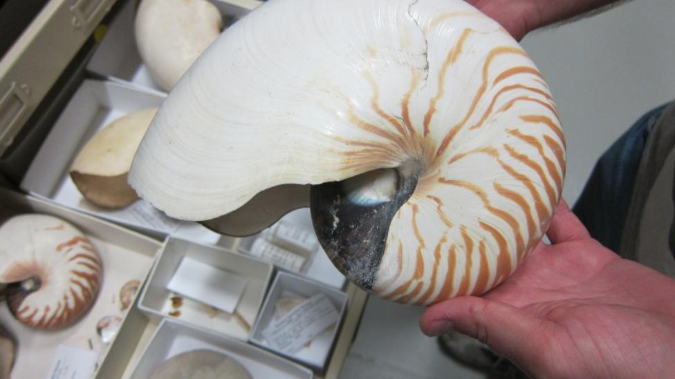 Nautilus shell from the Museum's malacology dry collection