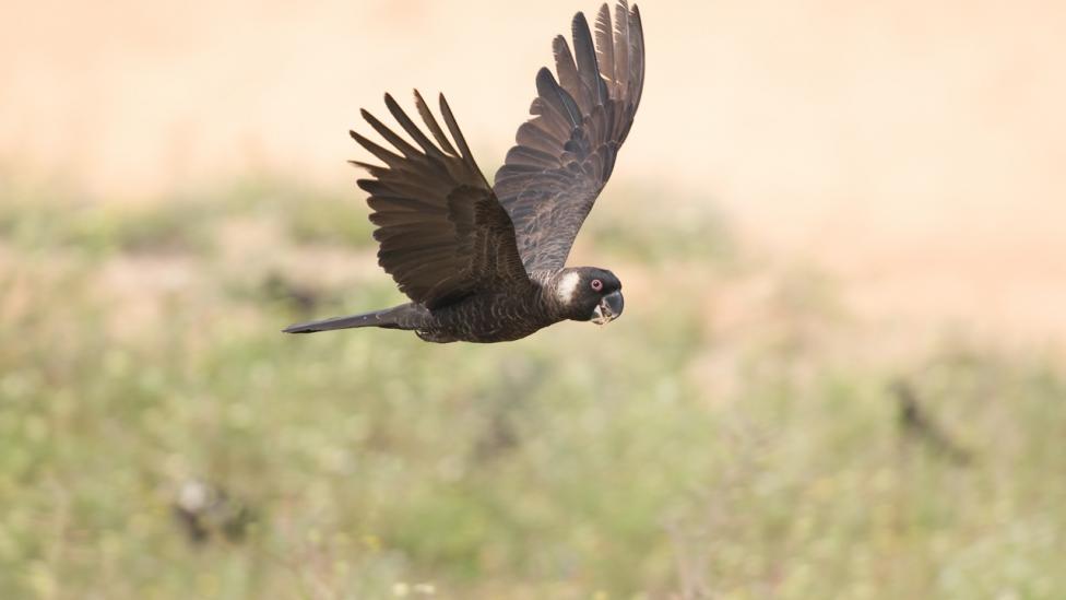 Carnaby's Black Cockatoo