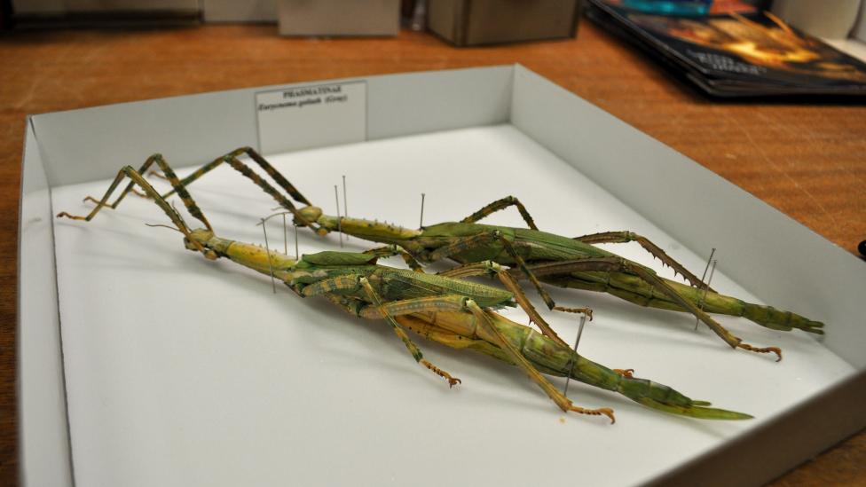 Native Western Australian stick insects; species Eurycnema osiris, family Phasmatidae; commonly known as Darwin Stick Insect