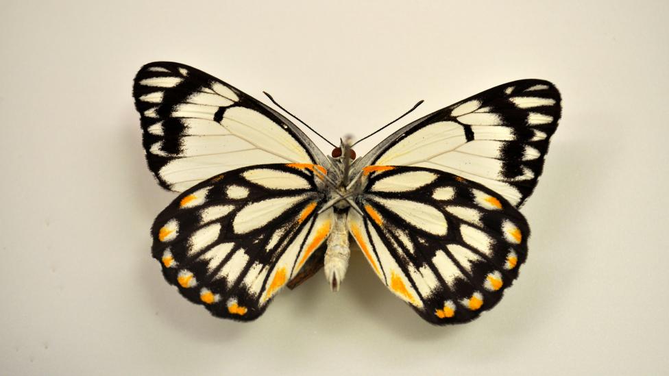 Native Australian butterfly; underside of a Belenois java teutonia, family Pieridae; commonly known as Caper White