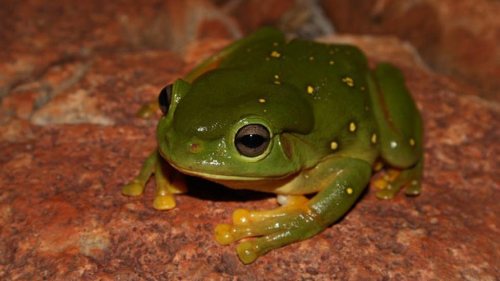 Splendid tree frog