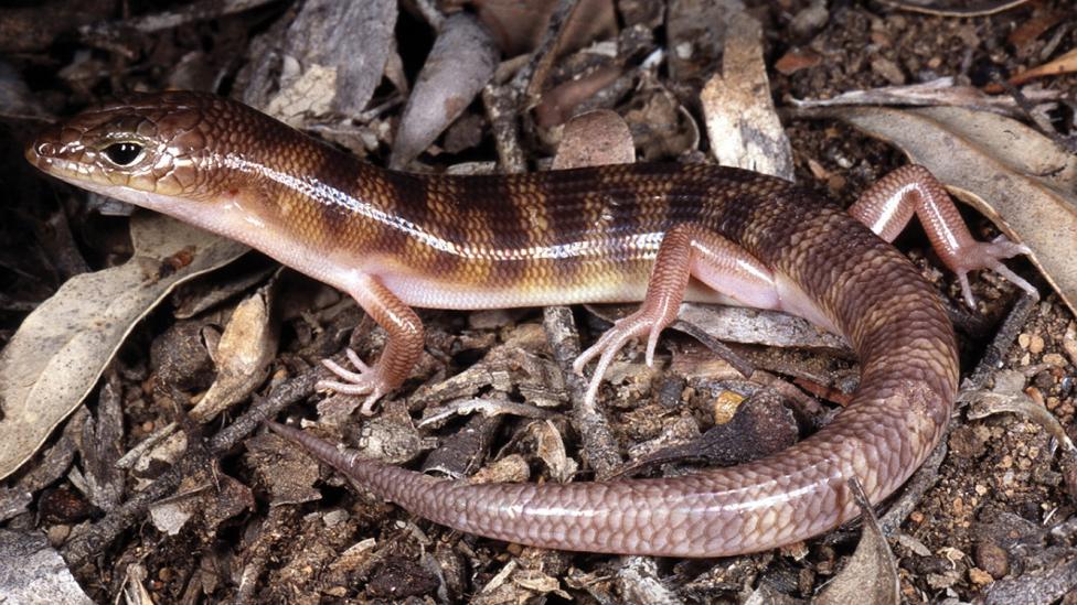 Broad Banded Skink - Eremiascincus richardsonii (Gray, 1845)