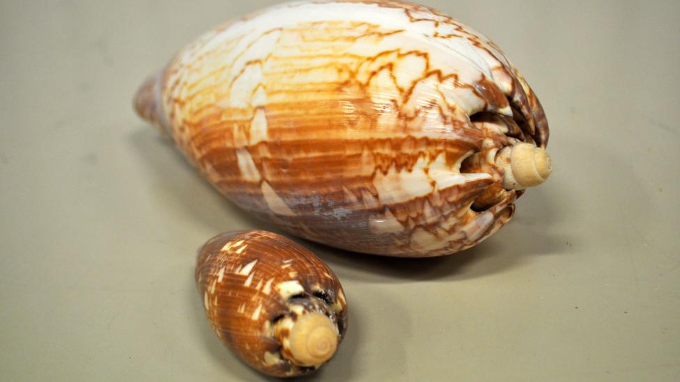Baler shell specimens which belong to the species Melo miltonis