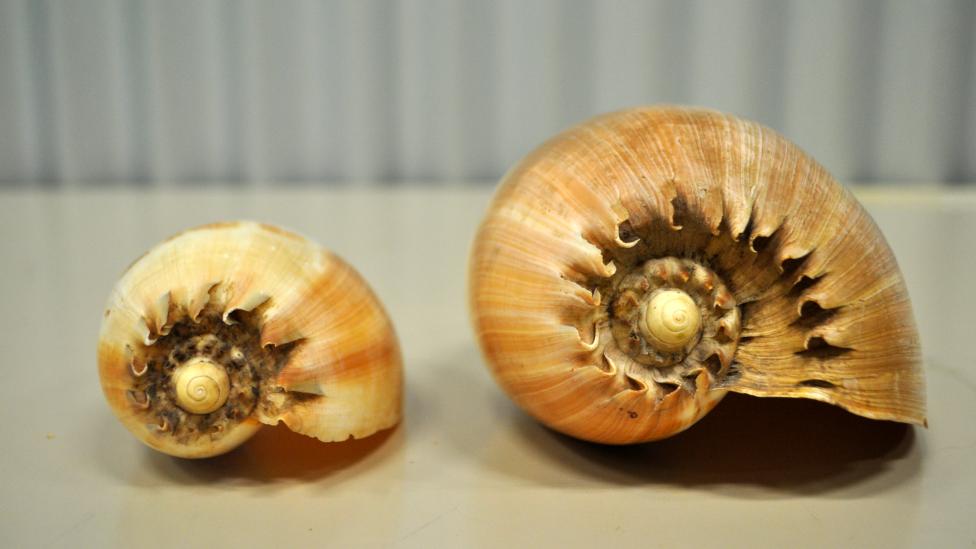 Baler shell specimens collected in Indonesia; species Melo aethiopica