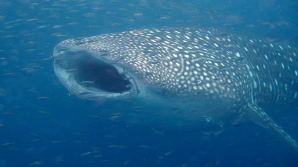 A whale shark swimming through the water with its mouth open