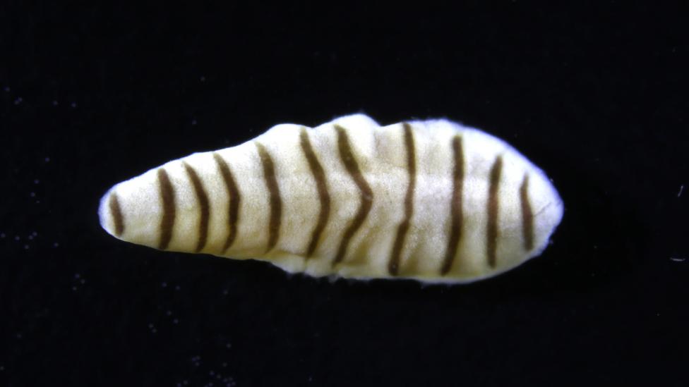 Picture of Myzostome parasite, from crinoid host.