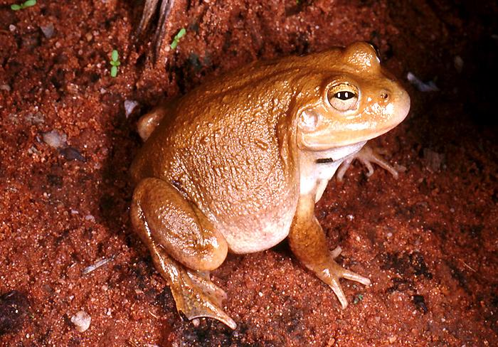 Western Water-holding Frog | Western Australian Museum
