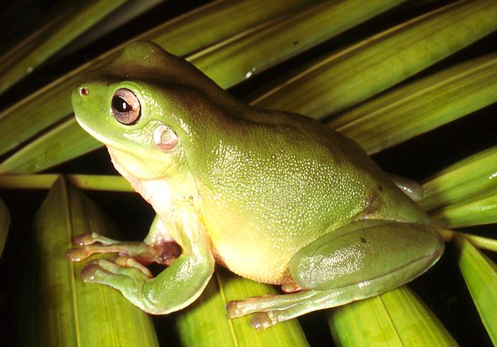 Green Frog | Western Australian Museum