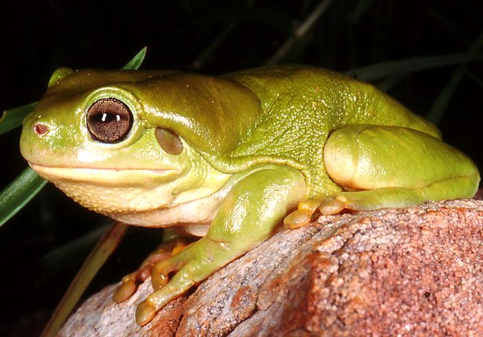 Green Tree Frog  Western Australian Museum
