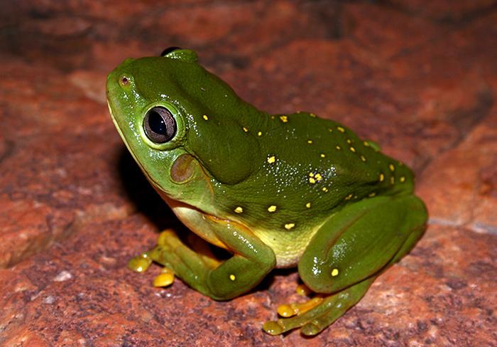 Giant Green Tree Frog On Rock Sculptures In Australia