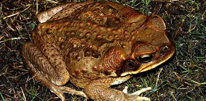 Cane Toad | Western Australian Museum