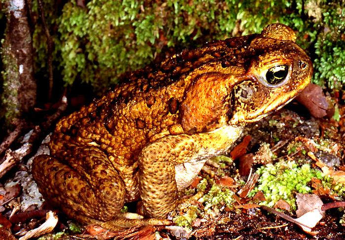 Cane Toad Western Australian Museum 8422