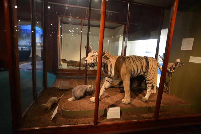 Thylacine - The Australian Museum