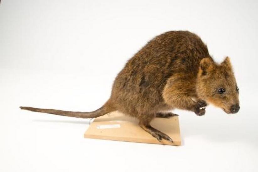 A taxidermic quokka.