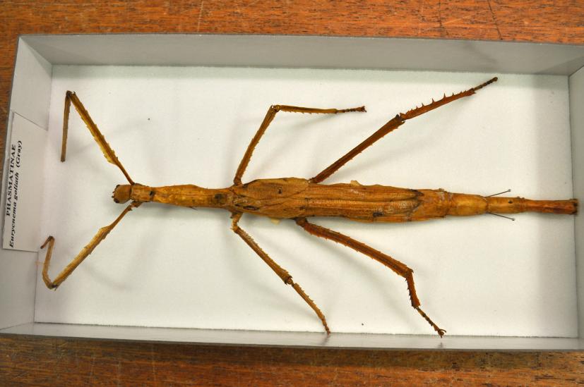 Stick Insects  National Geographic