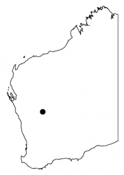 Distribution map for Centralian Trilling Frog