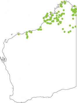 Distribution map for Giant Frog