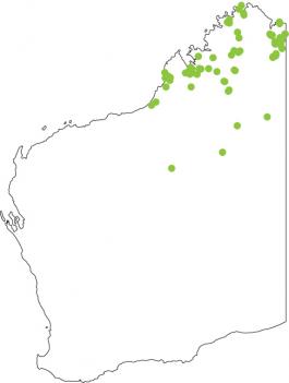 Distribution map for Long-footed Frog