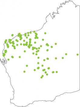 Distribution map for Sheep or Main's Frog