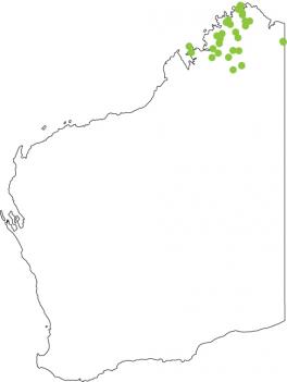 Distribution map for Northern Dwarf Tree Frog