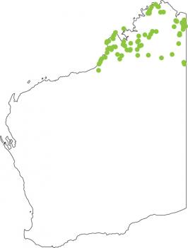 Distribution map for Green Tree Frog