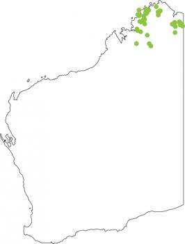 Distribution map for Rockhole Frog