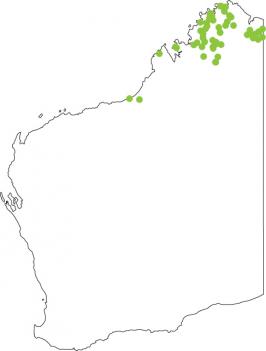 Distribution map for Striped Rocket Frog
